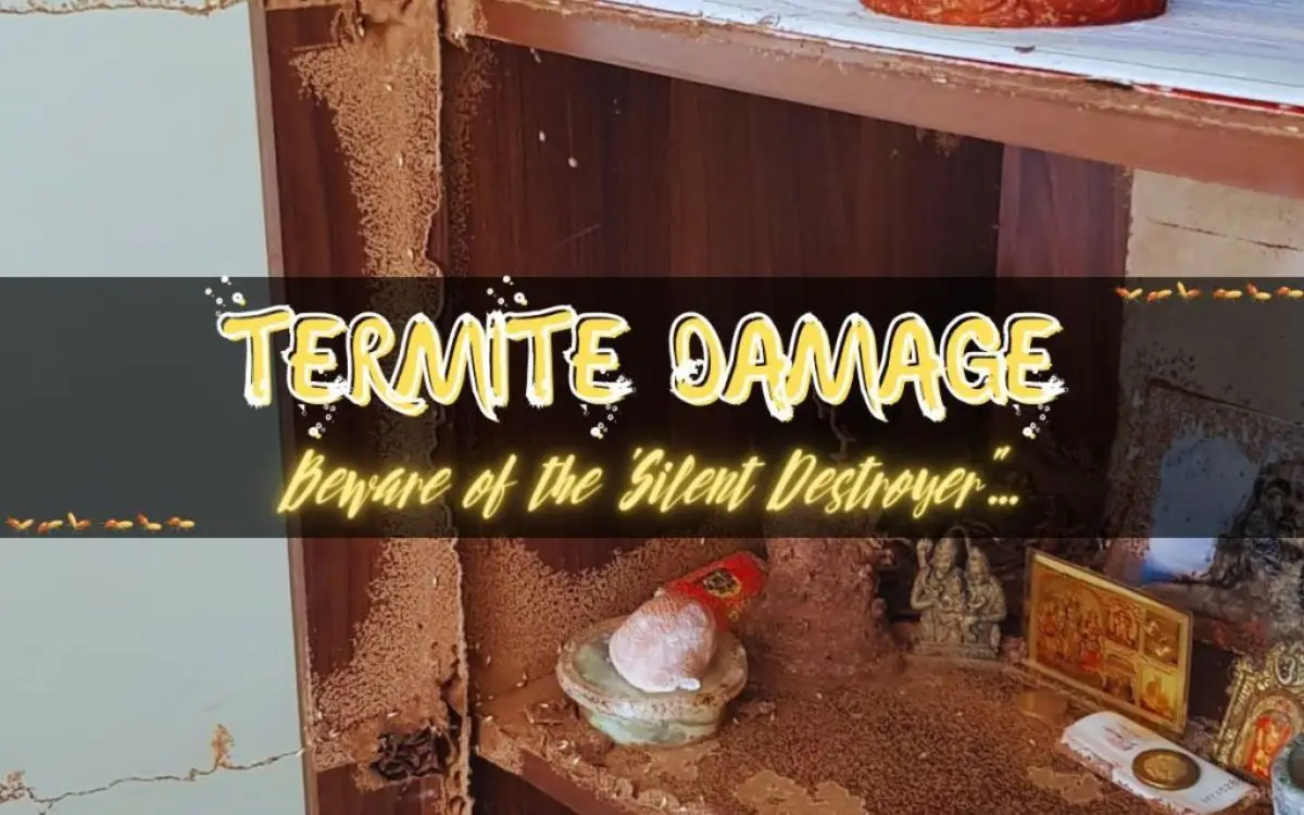 Termite nest in bookshelf