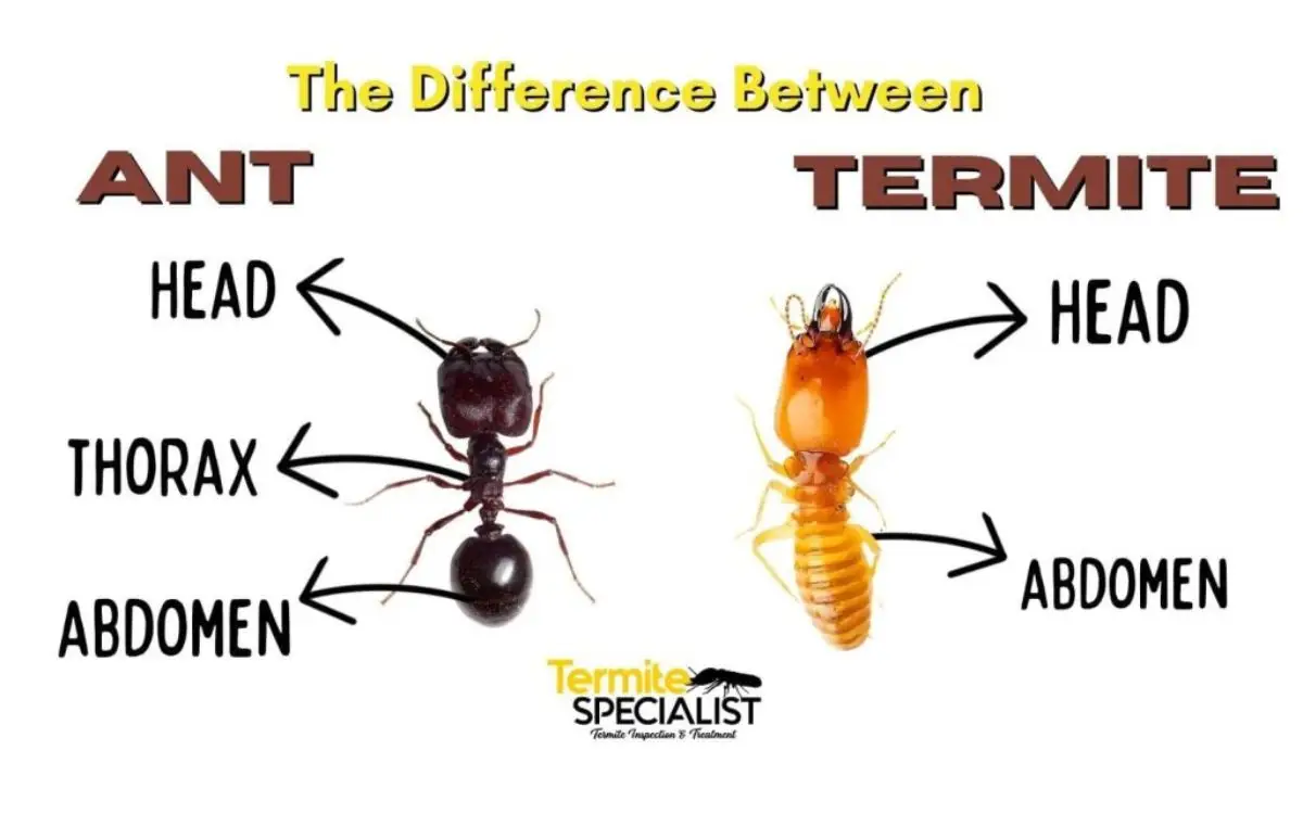 Termite vs ant