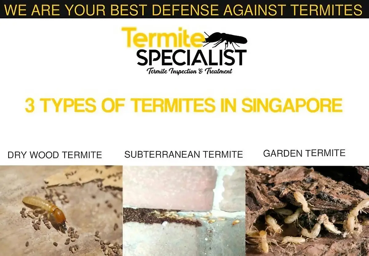 Various termite species In Singapore