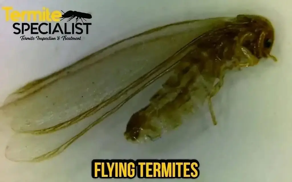 A flying termites photo that uses for termites guide blogs in Termite specialist blogs post