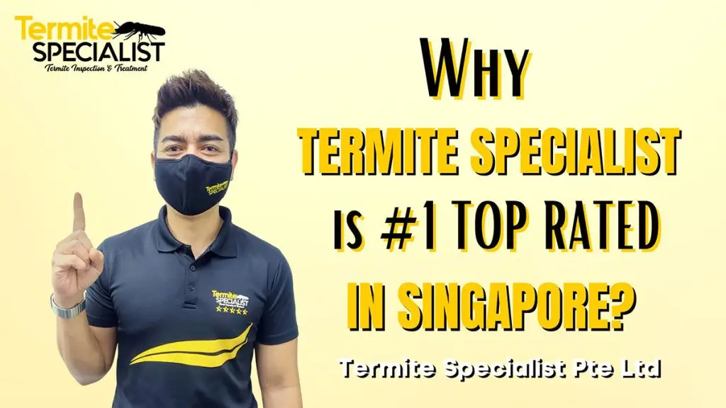 termite-treatment-singapore.jpg