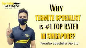 termite-treatment-singapore.jpg