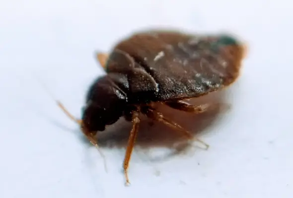 Bed Bug Extermination Singapore