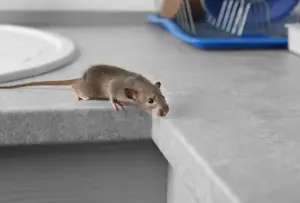 Rat droppings Singapore — dark cylindrical pellets near food storage area