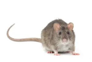 Rat droppings Singapore — dark cylindrical pellets near food storage are