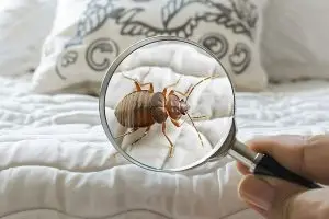 How-to-check-for-bed-bugs-in-a-hotel