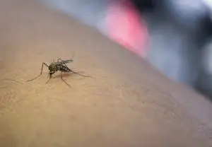 A Mosquitoes photo to describe How to Get Rid of Mosquitoes in Singapore