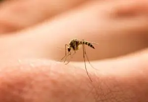 How to Kill Mosquito in Room Instantly