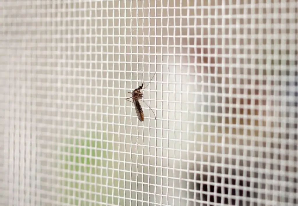 How To Prevent Mosquitoes From Entering Home