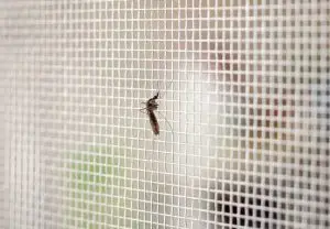 How To Prevent Mosquitoes From Entering Home