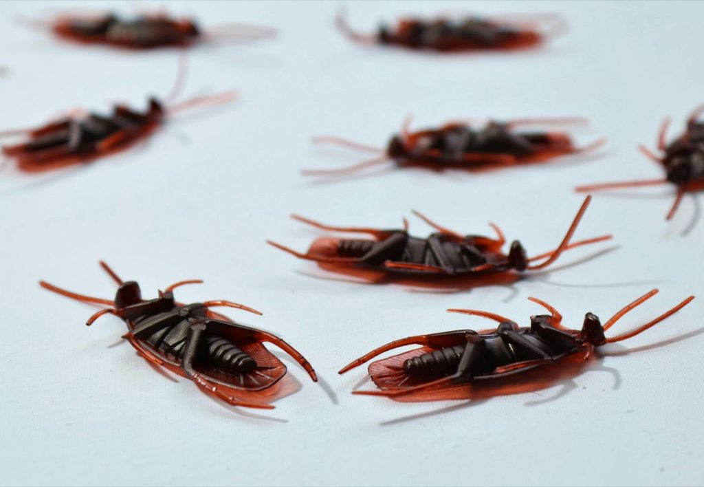 some cockroach are lying dead