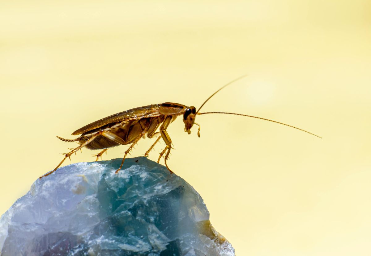 A Cockroach photo in a yellow backround to describe Cockroach Control at Home
