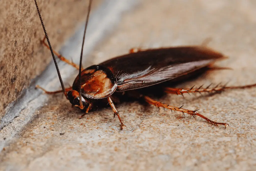 A Cockroaches 