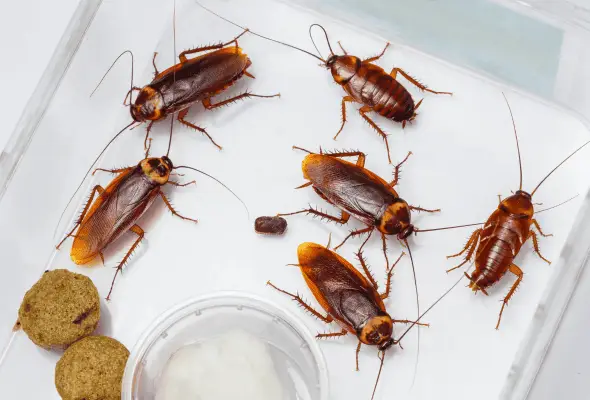 A photo of few american Cockroach
