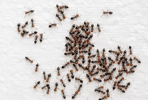 A group of ants