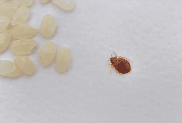 a bed bug with it's food
