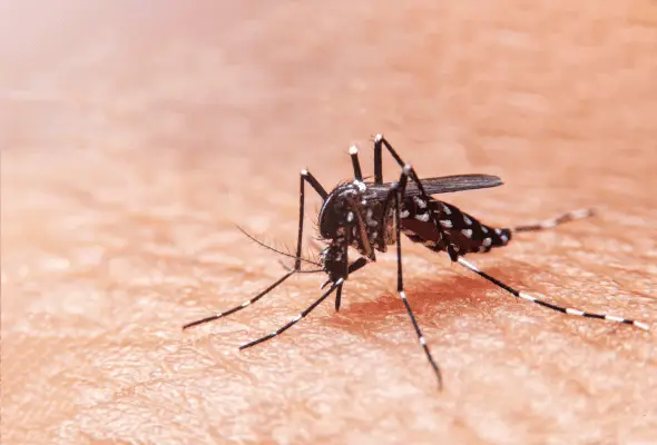 A photo of Mosquito that used for Termiote Specialist service page