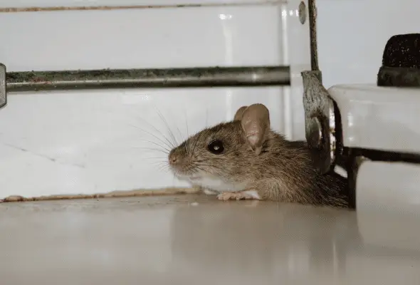 A mice hide a a shelf