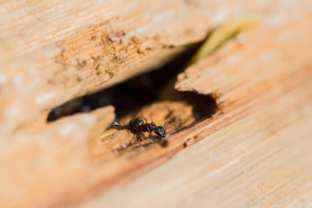 Signs Of Termites In The Ceiling