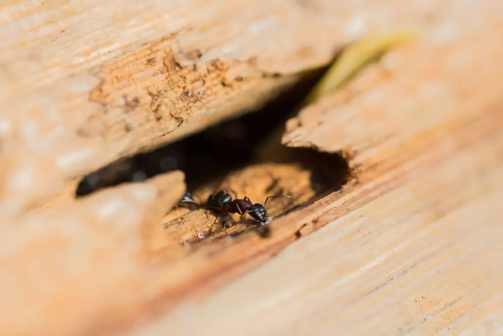 Signs Of Termites In The Ceiling