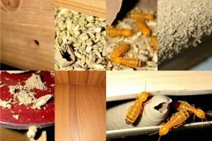 Signs of Termites