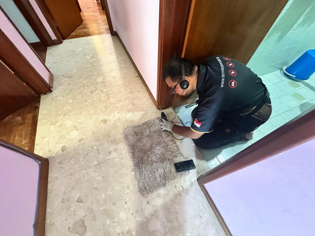 An expert of termite specialist describe Signs of termites in the floor in Singapore