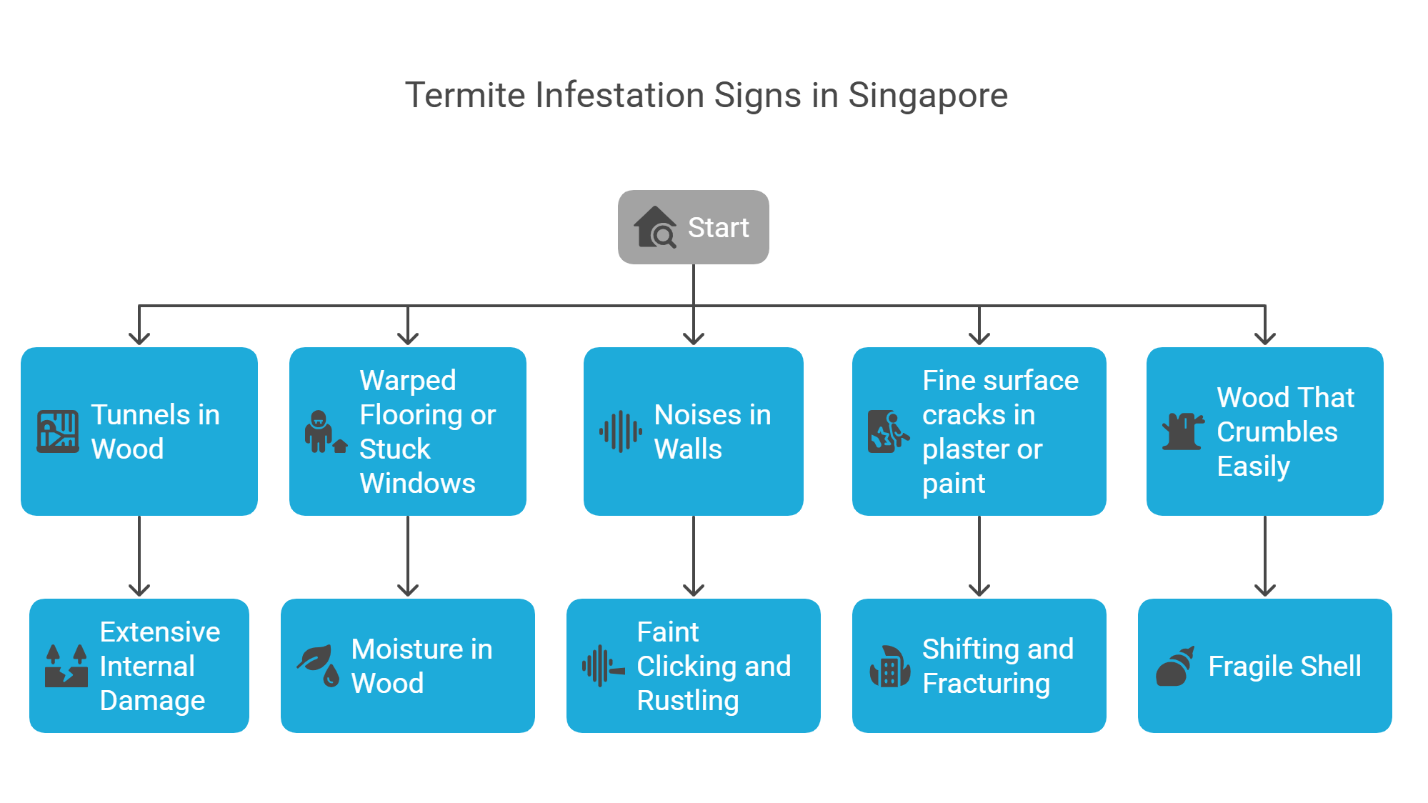 Structural & Auditory Signs of the termites in Singapore