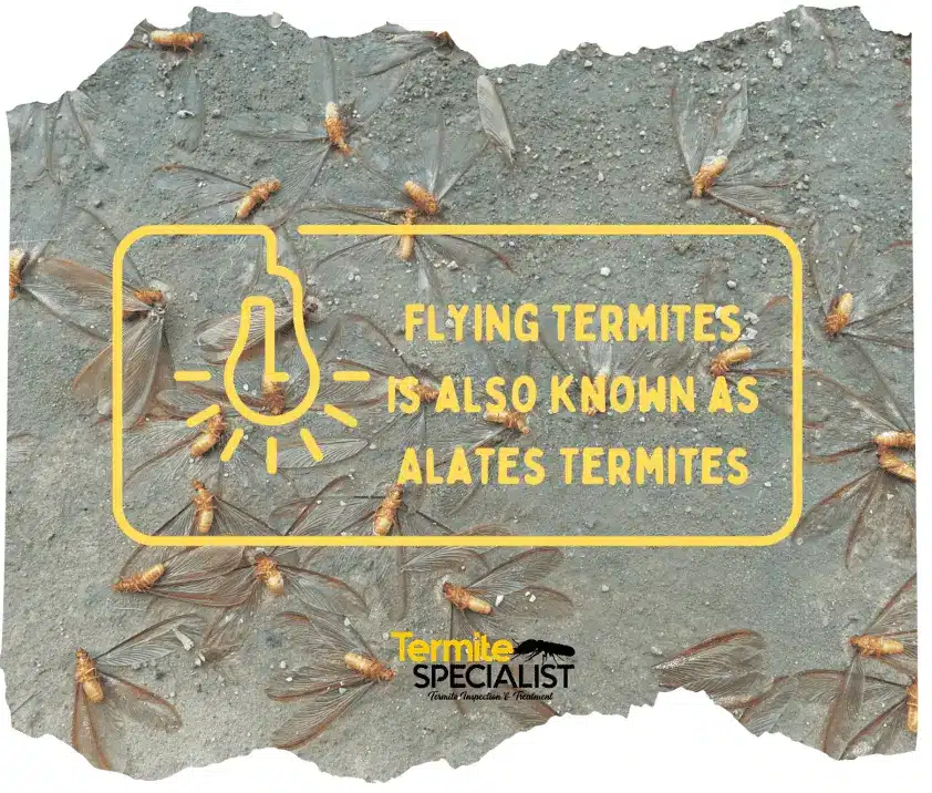 https://www.termitespecialist.sg/wp-content/uploads/2022/10/7-Signs-of-Termites-11.png Flying termite