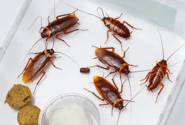 American cockroach Singapore