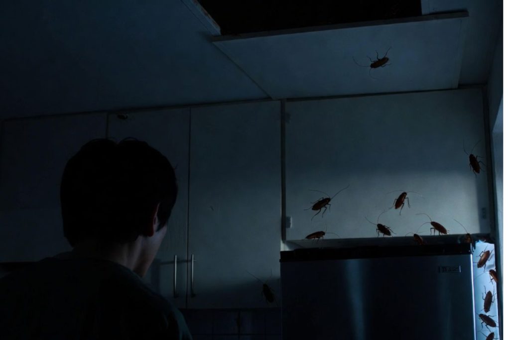 nigh sound for cockroach infestation singapore