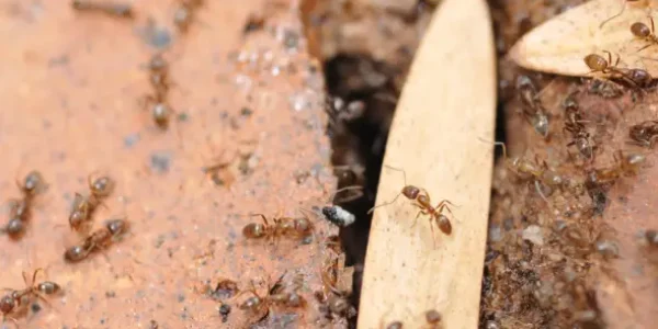 some of Argentine Ants playing in a white wood piece Ants in Singapore