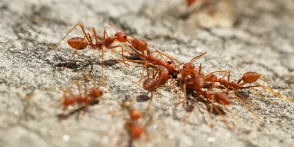 Fire Ants in the groud red colour found in the termite specialist inspection in Singapore