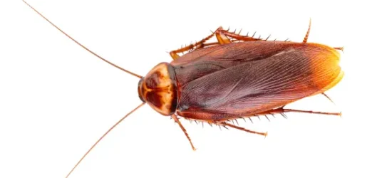 An American Cockroach in white background