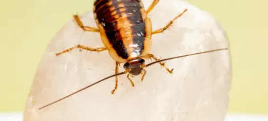 Close-up of a German cockroach, a common household pest, on a white surface.