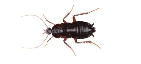 cockroach control singapore Oriental Cockroach