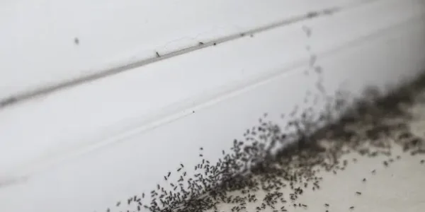 many Crazy Ants found in the white wall corner in singapore Ants pest control