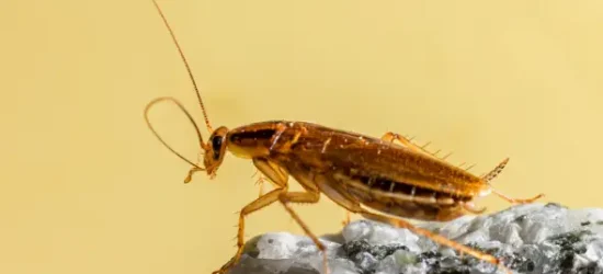 A German Cockroach in Yellow background for Cockroach Infestation Singapore